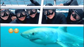 CRAZY + INTENSE WHITE SHARK CAGE DIVING | SIMONS TOWN, CAPE TOWN