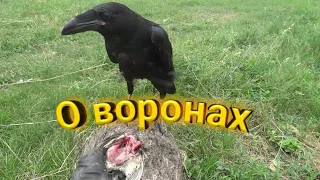 Содержание ВОРОНА// Воспитание врановой ПТИЦЫ