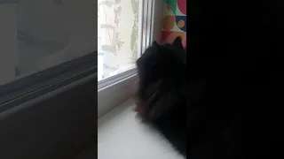 Чёрный кот Марик лает и чирикает / The black cat chirps