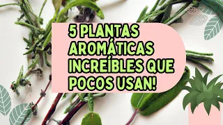 5 Aromáticas Que Pocos Usan ! Plantas Medicinales y Comestibles 🌿