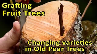 Grafting Fruit Trees | Changing varieties in old Pear Trees | Bark Grafting