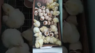 Хорошо вылупились бройлеры 🐣🐥🐣🐥 инкубатор матрица "дели"