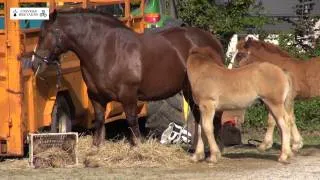 Concours du cheval breton à Ploudaniel, le samedi 13 juin 2015