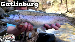 Monster Rainbows Downtown | Trout Fishing Gatlinburg Tn