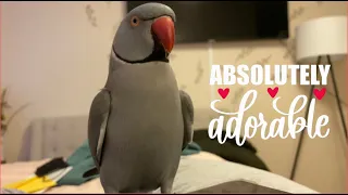 Milo the Adorable parrot