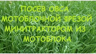 ПОСЕВ ОВСА МОТОБЛОЧНОЙ ФРЕЗОЙ МИНИТРАКТОРОМ ИЗ МОТОБЛОКА