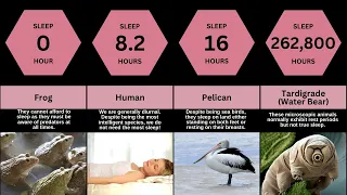 Animal Naps : Sleep Duration of Animals on Earth | Comparision Tv