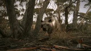 Death of the Megabeasts [2009] - Thylacoleo Screen Time