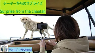 タンザニア/サファリ2月/動物・ビッグ5,赤ちゃんと鳥たち,2024.2.9-Tanzania safari Animals(Big5,babies)&Birds