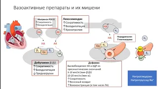 Острая Сердечная недостаточность Шилова А.С.