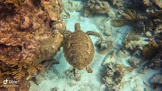 Cancun Reef Dive Sea Turtle - GoPro Hero 8