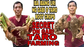 MAGANDANG BENIPISYO MULA SA GABI O TARO ROOT CROPS | PAGTATANIM | TRES PLANTERS