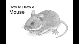 How to Draw a Mouse