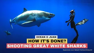 Shooting Great White Sharks - Underwater Photography Juan Oliphant & Ocean Ramsey