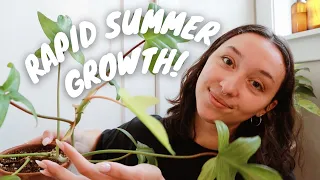 houseplant growth updates + tips for getting philodendron, monstera & more to grow FAST