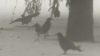 Поведение птиц в густом  тумане
