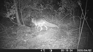 Red fox (Vulpes vulpes) Camera Trap footage