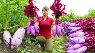 Harvesting Radish Goes To Market Sell - Sugarcane gardens were destroyed | Tiểu Vân Daily Life