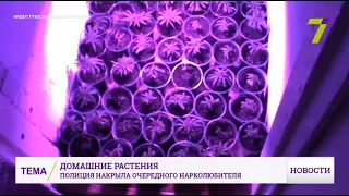 Полиция изъяла у жителя Измаила 63 куста конопли