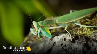 Why the Victims of a Praying Mantis Don't Have a Prayer 🐛 Into The Wild New Zealand | Smithsonian