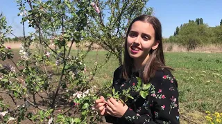 Екатерина Лесовая - Журавли