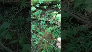 how to dig and identify Yellow root/Golden seal