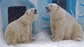 Краснокнижные животные Новосибирского зоопарка. Белый медведь