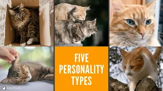 5 Types of Cat Personalities: Which One Is Your Cat?