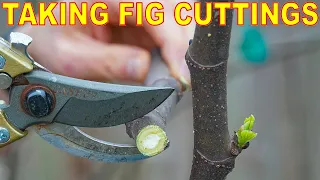 How To Take FIG CUTTINGS From Fig Trees [COMPLETE GUIDE]