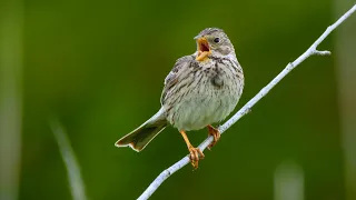 Bird sounds – Corn bunting (Emberiza calandra)