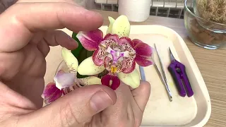 SELF-WATERING ORCHIDS in summer / transplanting blooming Maya trilips orchids
