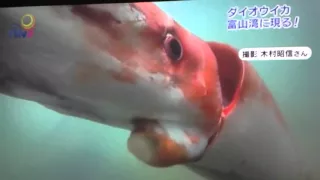 Crazy first ever footage of a live giant squid