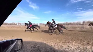 Кубок Кавказа рысаки и иноходцы. Финал 3 этап.