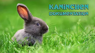 Kaninchen (Dokumentation Deutsch, Hasen Doku, Artgerechte Kaninchenhaltung, Haustiere Doku Kinder)
