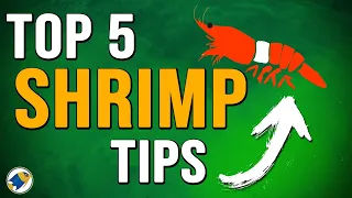 5 Things I've Learned Keeping Shrimp | Ways to Avoid Mistakes Keeping Shrimp - MR BRIGHTFRYED