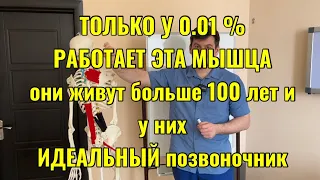 Эта мышца работает только у 0.01% людей и у них идеальный позвоночник. СРОЧНО восстанови ее!!!