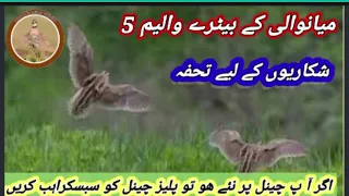 mianwali k batair volume 5//@quail sound//@sawalhunting -sn9vs