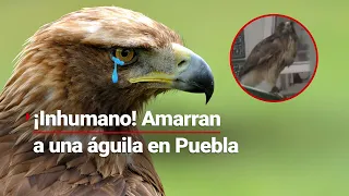 ¡Una persona tiene un águila amarrada a un barandal en Puebla! Vecinos indignados lo denuncian