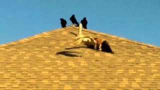 Crows fighting the Hawk