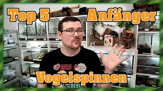 Meine Top 5 Anfänger Vogelspinnen