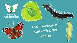 The Life Cycle of Butterflies and Moths