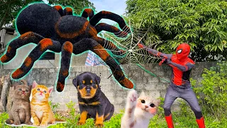 Changcady và con nhện khổng lồ, siêu nhân nhện giải cứu các con vật: con mèo, con chó - Part 338
