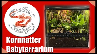 Art und Einrichtung eines idealen Aufzucht-Terrariums für Kornnatter Babys / Jungtiere