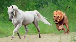 Here's How Lions Hunt...Most Amazing Moments Caught on Camera...