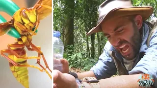 Por Esta Razón Los Insectos Nos Pican | INSTINTO ANIMAL