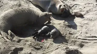 1/21/22 San Simeon Elephant Seal birth