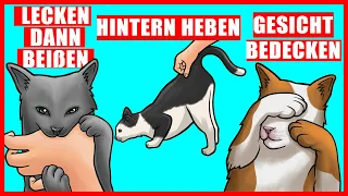 Die wahre Bedeutung von 9 seltsamen Katzenverhaltensweisen erklärt