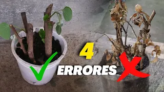 ¿NO ENRAÍZAN TUS ESQUEJES o GAJOS? Es porque ESTAS COMETIENDO estos 4 ERRORES