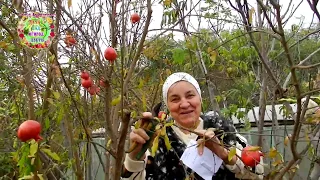 Finally, a cardinal pruning of the Gyulos pomegranate. Forming a pomegranate for fruiting. Minimum s