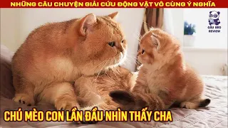 Chú mèo con lần đầu tiên nhìn thấy cha mình || Review Con Người và Cuộc Sống